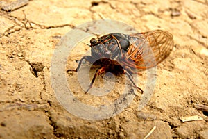 Cicada Cicadoidea CvrÃÂak photo